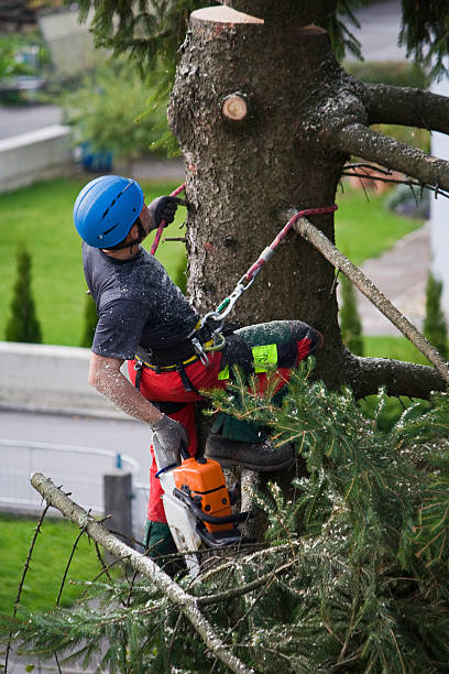 How Our Tree Care Process Works  in  Kingston, NJ