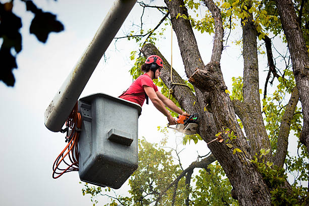 Best Emergency Tree Removal  in Kingston, NJ